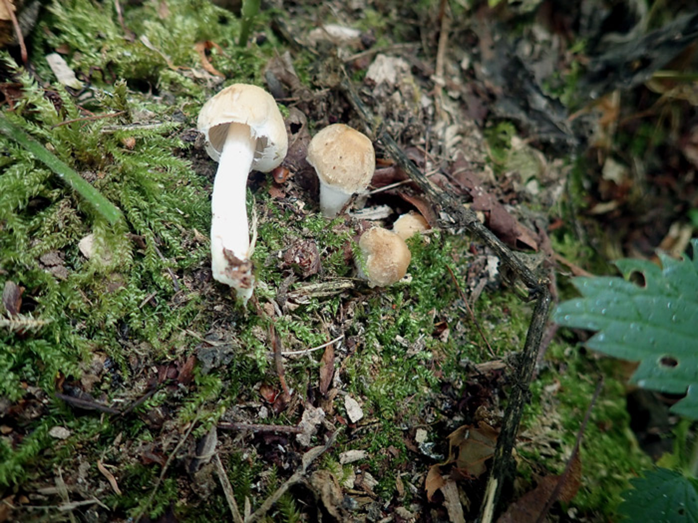 Photo by Penny Cullington Psathyrella candolleana by Penny Cullington